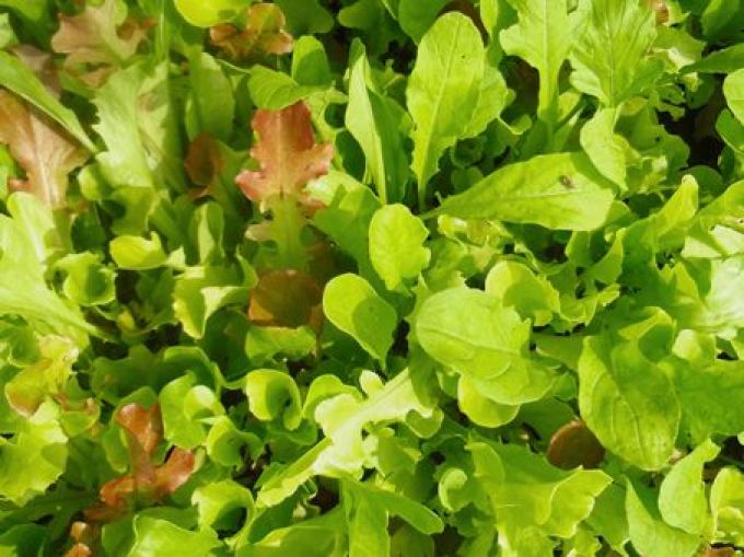 Salatmischung 'Misticanza'