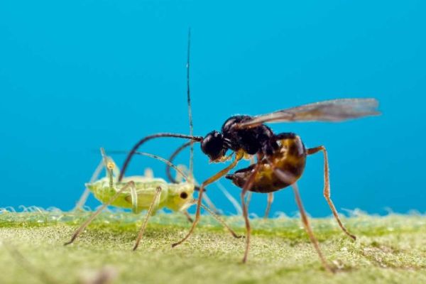 Schlupfwespe greift Blattlaus an