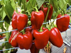 Paprika 'Quadrato d'Asti rosso'