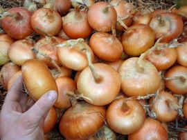 Zwiebel 'Stuttgarter Riesen' ©ReinSaat