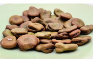 Puffbohnen Saatgut auf Teller