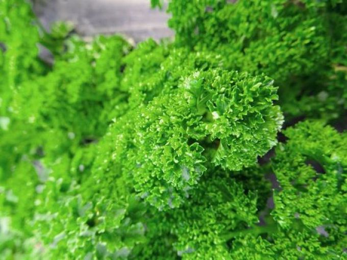 Petersilie 'Grüne Perle'