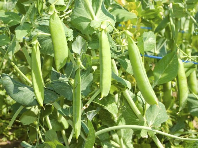 Markerbse 'Wunder von Kelvedon'