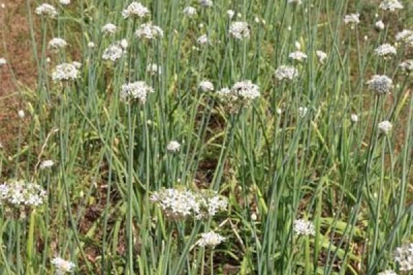 Chinesischer Schnittknoblauch