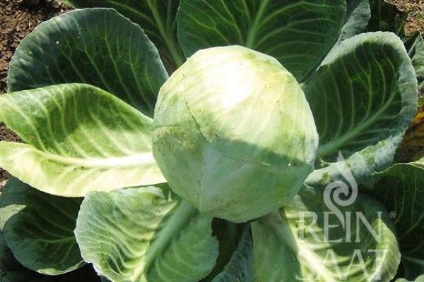 Weißkrautkopf mit Blattrosette und gelb-grünem Kopf der Sorte Dowinda