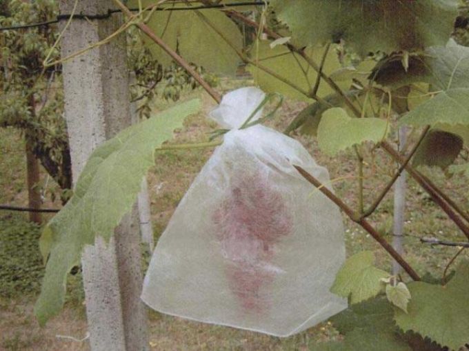 Weintraubenbeutel 50 Stück, 30 x 40 cm