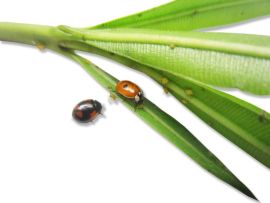 schwarzer und roter Zweipunkt-Marienkäfer