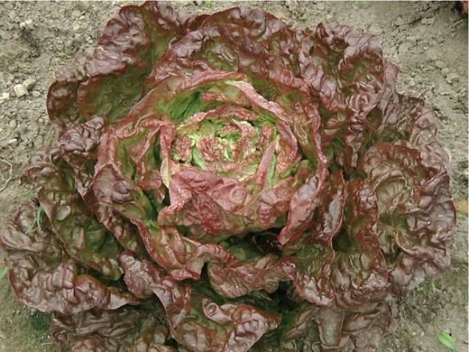 Kopfsalat 'Merveille des quatre saisons'