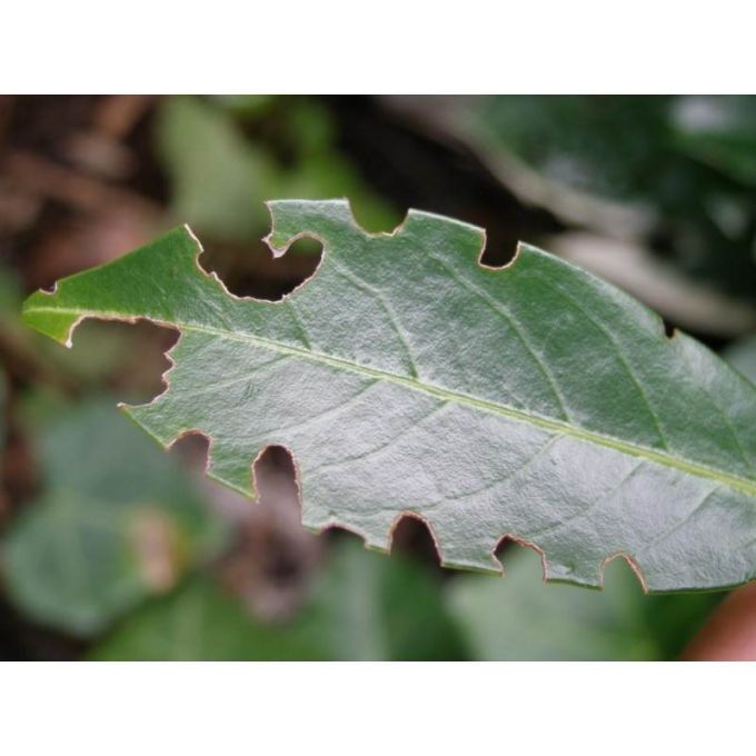 Nematoden gegen Dickmaulrüssler, 5 Mio. Stück