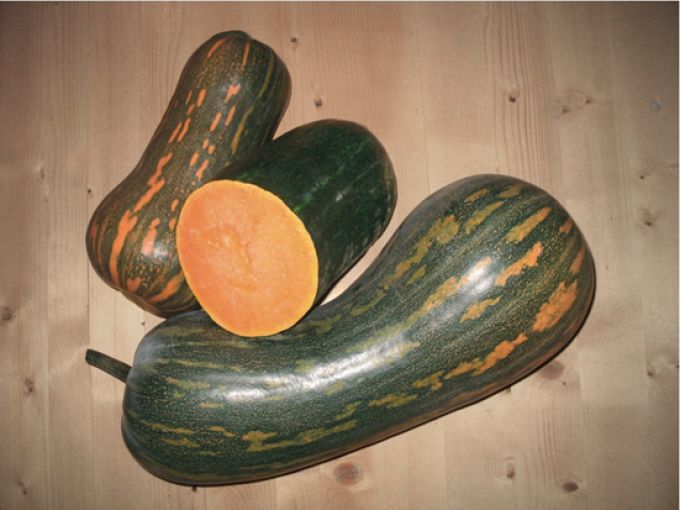 Kürbis 'Langer von Neapel'