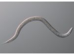 Fadenwurm
