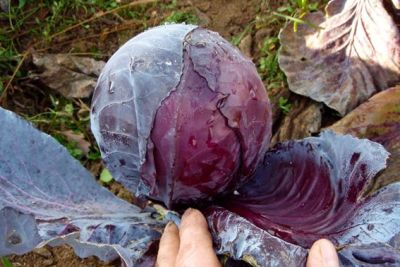 Rotkraut 'Granat', ©ReinSaat