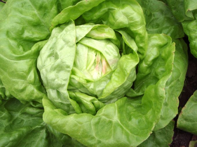 Kopfsalat 'Maikönig'