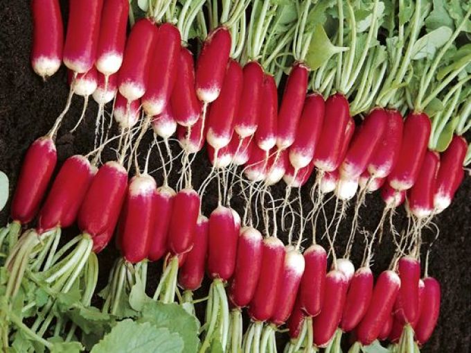 Radieschen 'French Breakfast 3'