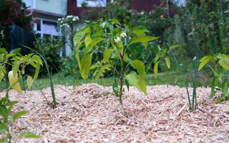 Miscanthus Mulch mit Paprika Pflanze und Lauch