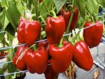 Paprika Quadrato d'Asti rosso