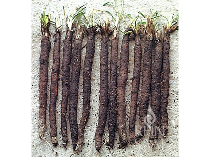 Schwarzwurzel 'Hoffmann's schwarze Pfahl'