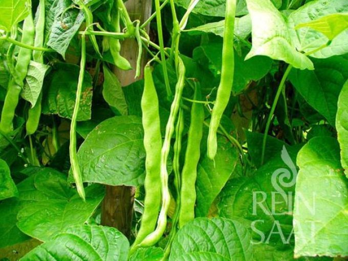 Stangenbohne 'Helda'