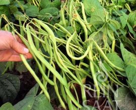 Buschbohnen der Sorte Maxi mit zahlreichen grünen Hülsen