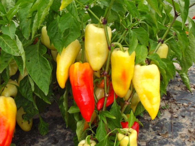 Paprika 'Ferenc Tender'