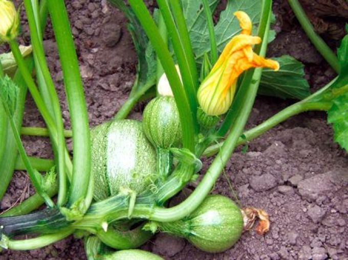 Zucchini 'Tondo chiaro di Nizza'