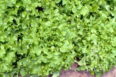 Grüner Eichblattsalat mit hellen, gekrausten Blättern