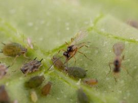 Schlupfwespe sticht Blattlaus an