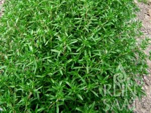 Bohnenkraut, einjährig