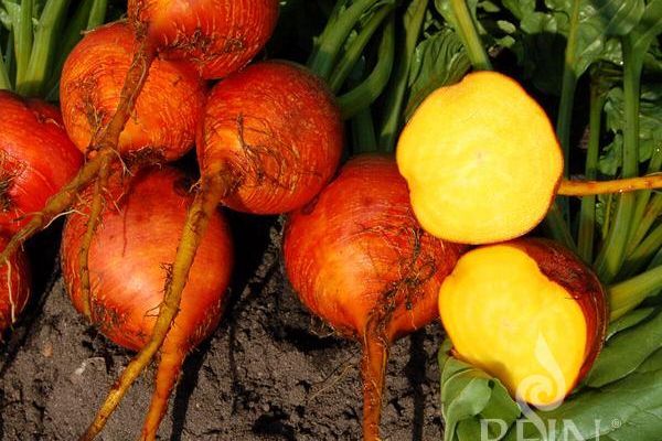 Rübensorte Wintersonne mit oranger Schale und gelber Frucht