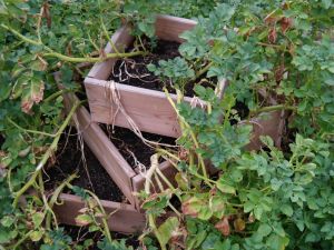 Kartoffel-Pyramide mit Boden, 100 x 100 cm, 80 cm Höhe