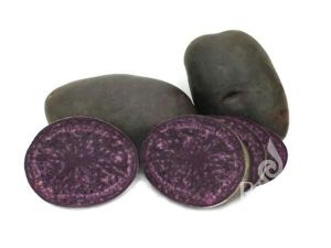 Bio Pflanzkartoffeln 'Blaue Anneliese', 1 kg