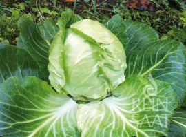 Kohlkopf der Weißkrautsorte Golden Acre