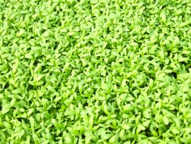 viele Blätter der Gartenkresse