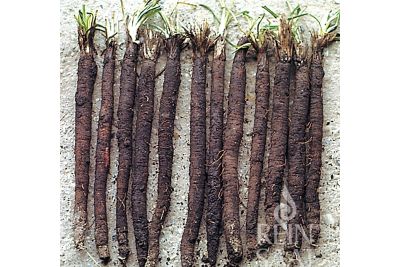 Schwarzwurzel 'Hoffmann's schwarze Pfahl'; ReinSaat©
