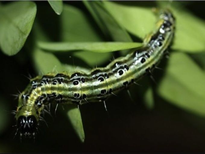 XenTari® - Präparat gegen Schadraupen, 4x3 g