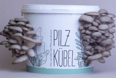 Taubenblauer Austernseitling wächst aus dem Pilzkübel