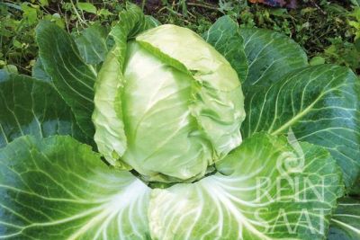 Kohlkopf der Weißkrautsorte Golden Acre