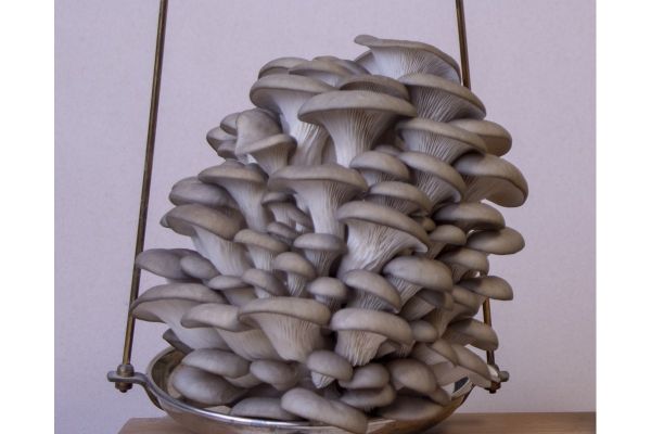 Viele Fruchtkörper des Taubenblauen Austernseitlings auf einer Waagschale