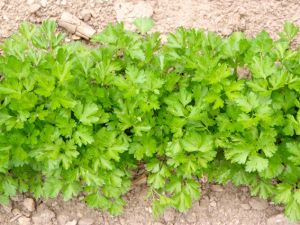 Petersilie 'Einfache Schnitt 3'