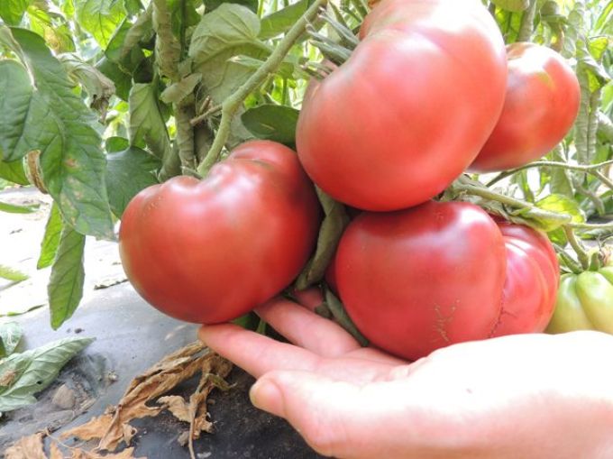 Fleischtomate 'Tschernij Prinz'