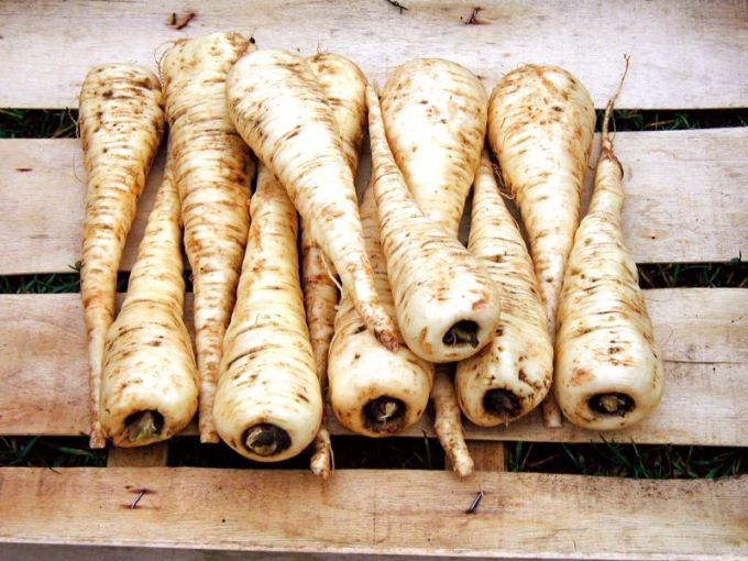 Pastinak 'Halblange Weiße'