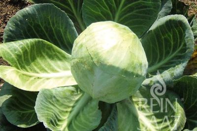 Weißkrautkopf mit Blattrosette und gelb-grünem Kopf der Sorte Dowinda