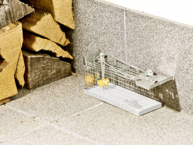 Mäusefalle