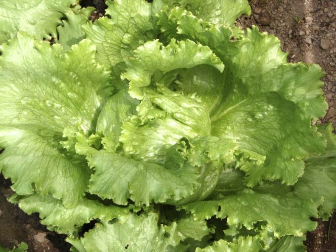 Eissalat 'Great Lakes'