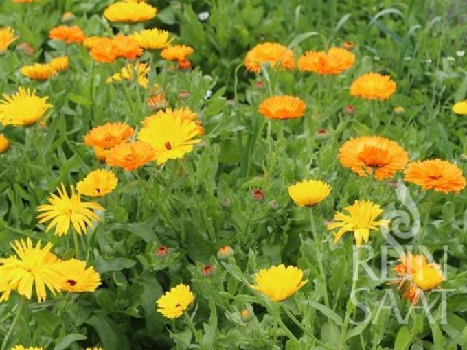 Ringelblume gelb/orange