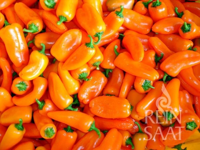 Snackpaprika 'Hamik'