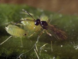 Schlupfwespe mit Blattläusen