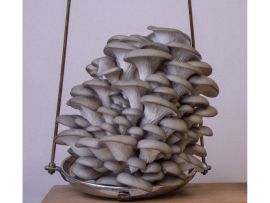 Viele Fruchtkörper des Taubenblauen Austernseitlings auf einer Waagschale